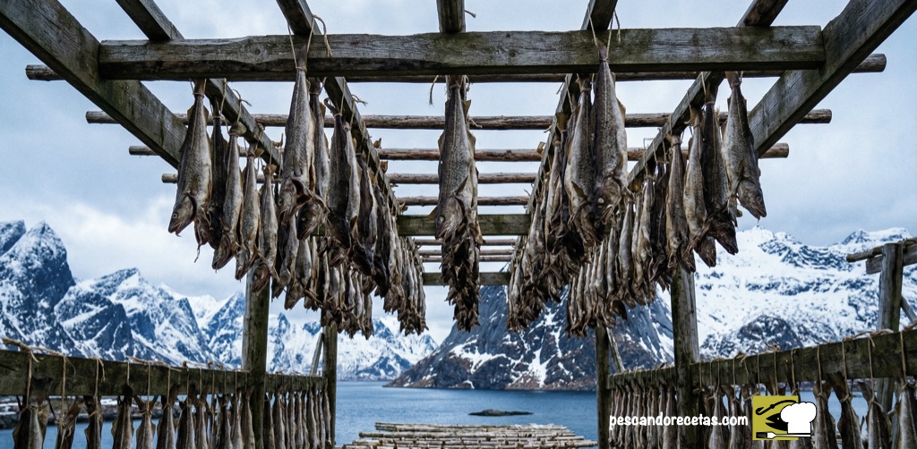 Filas de bacalao seco (stockfish) colgando en rústicos palos de madera en las Islas Lofoten, Noruega.